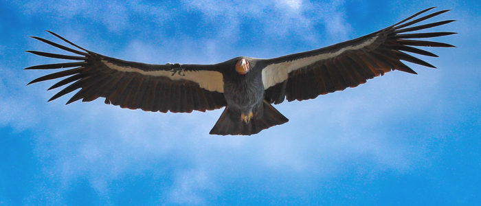 Big Sur Condor