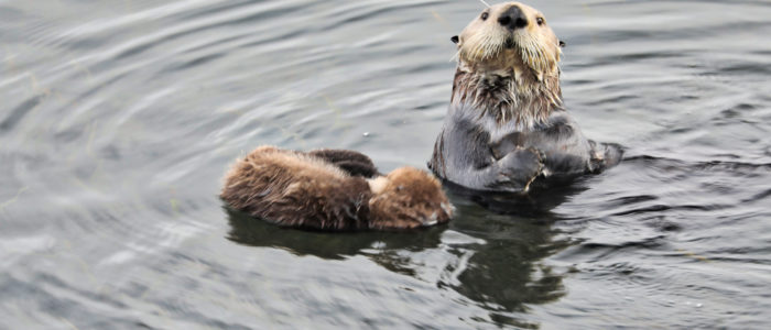 Morro Bay otters