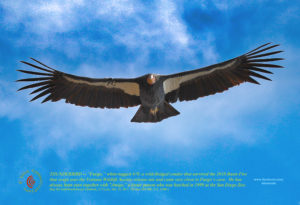 Big Sur condor