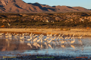 Bosque del Apache sandhill cranes