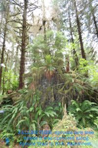 hoh rainforest