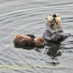 Morro Bay otters