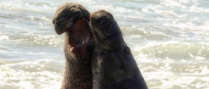 elephant seals fight