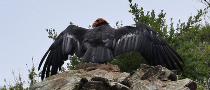 California Condor at Big Sur
